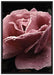 zarte rosafarbene Rosenblüte auf Leinwandbild gerahmt Größe 100x70