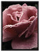 zarte rosafarbene Rosenblüte auf Leinwandbild gerahmt Größe 80x60