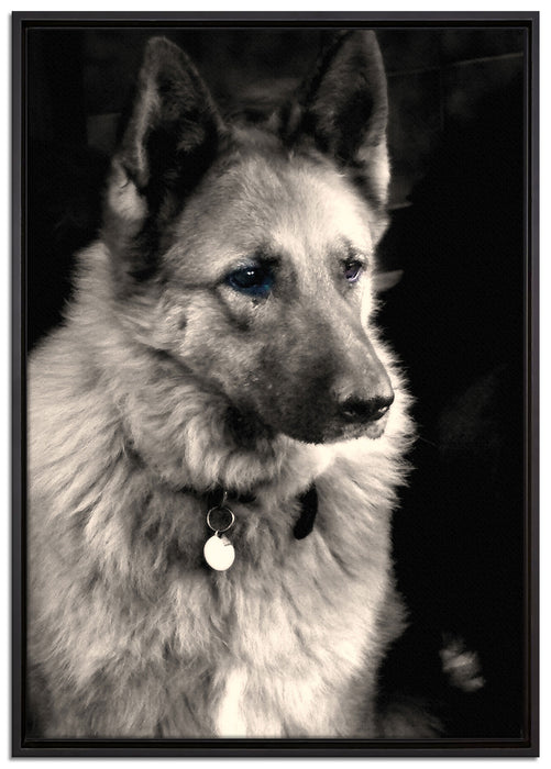 zwei Hunde auf dem Teppich auf Leinwandbild gerahmt Größe 100x70