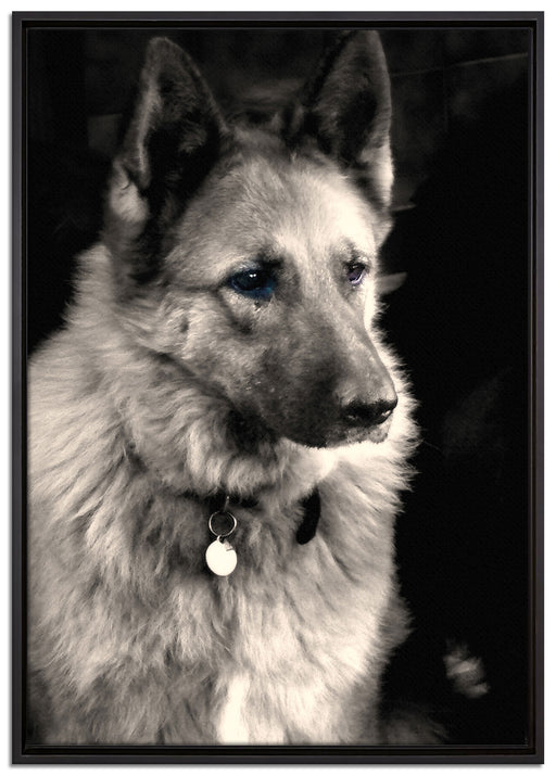 zwei Hunde auf dem Teppich auf Leinwandbild gerahmt Größe 100x70