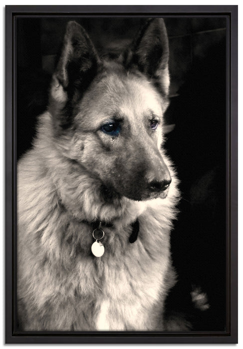 zwei Hunde auf dem Teppich auf Leinwandbild gerahmt Größe 60x40