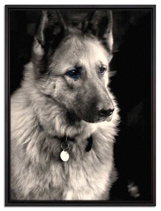 zwei Hunde auf dem Teppich auf Leinwandbild gerahmt Größe 80x60