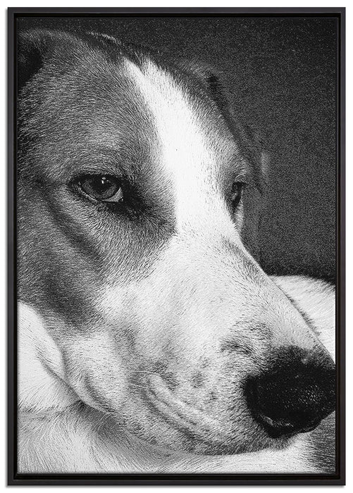 Jack Russel Terrier ruht sich aus auf Leinwandbild gerahmt Größe 100x70