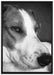Jack Russel Terrier ruht sich aus auf Leinwandbild gerahmt Größe 100x70