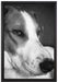 Jack Russel Terrier ruht sich aus auf Leinwandbild gerahmt Größe 60x40