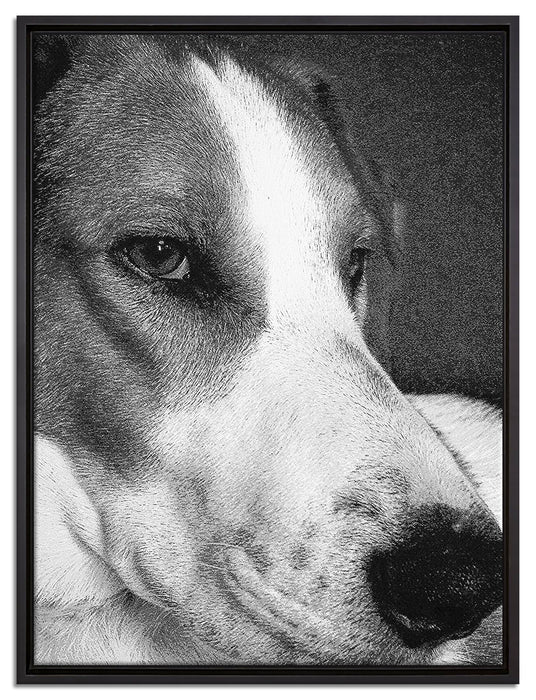 Jack Russel Terrier ruht sich aus auf Leinwandbild gerahmt Größe 80x60