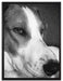 Jack Russel Terrier ruht sich aus auf Leinwandbild gerahmt Größe 80x60