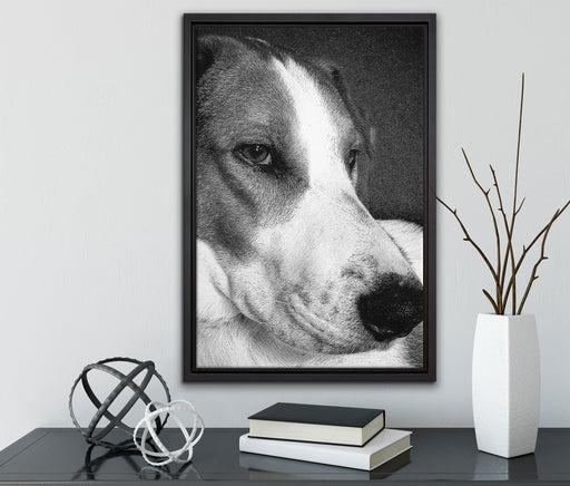 Jack Russel Terrier ruht sich aus auf Leinwandbild gerahmt mit Kirschblüten