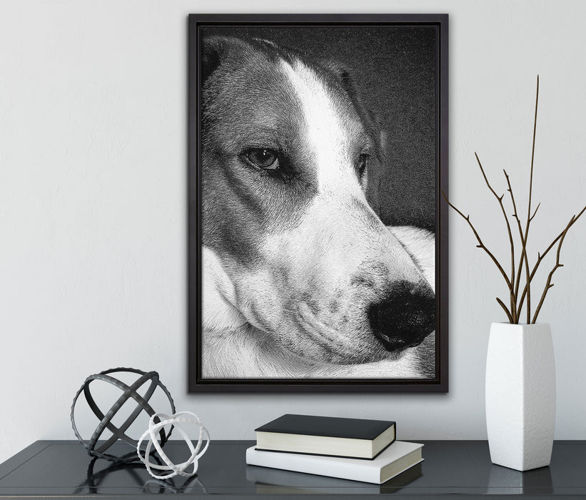 Jack Russel Terrier ruht sich aus auf Leinwandbild gerahmt mit Kirschblüten