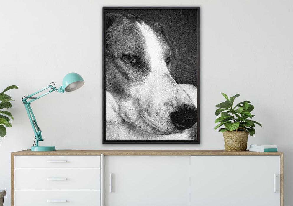 Jack Russel Terrier ruht sich aus auf Leinwandbild gerahmt verschiedene Größen im Wohnzimmer