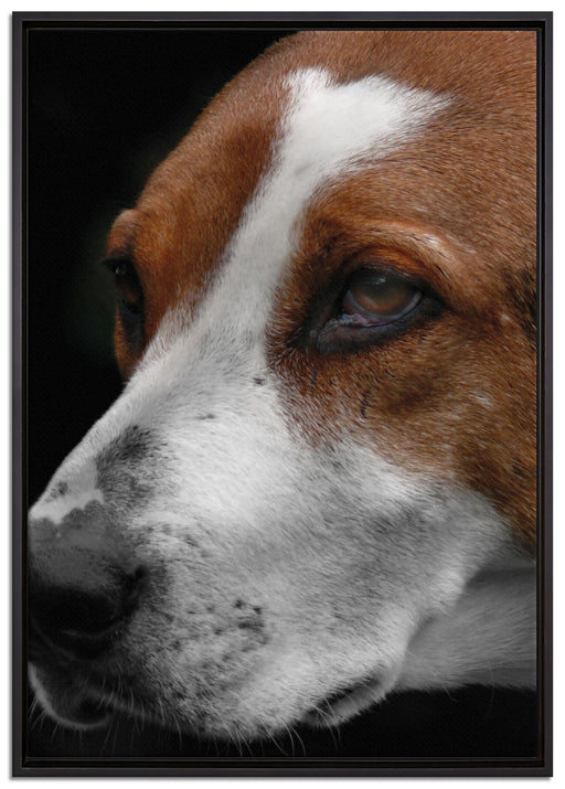 hübscher Hund im Seitenprofil auf Leinwandbild gerahmt Größe 100x70