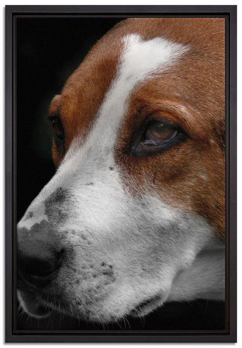 hübscher Hund im Seitenprofil auf Leinwandbild gerahmt Größe 60x40