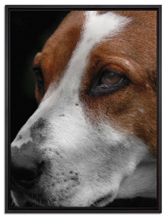 hübscher Hund im Seitenprofil auf Leinwandbild gerahmt Größe 80x60