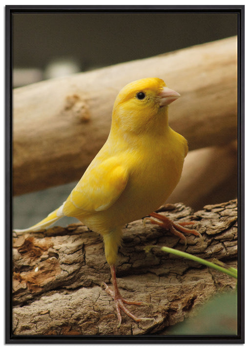 kleiner wachsamer Kanarienvogel auf Leinwandbild gerahmt Größe 100x70