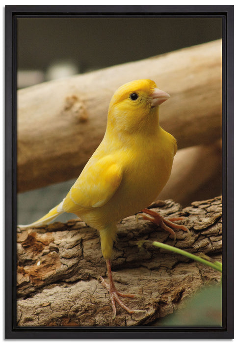 kleiner wachsamer Kanarienvogel auf Leinwandbild gerahmt Größe 60x40