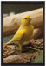 kleiner wachsamer Kanarienvogel auf Leinwandbild gerahmt Größe 60x40