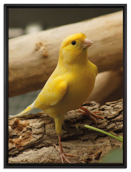 kleiner wachsamer Kanarienvogel auf Leinwandbild gerahmt Größe 80x60