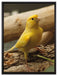 kleiner wachsamer Kanarienvogel auf Leinwandbild gerahmt Größe 80x60