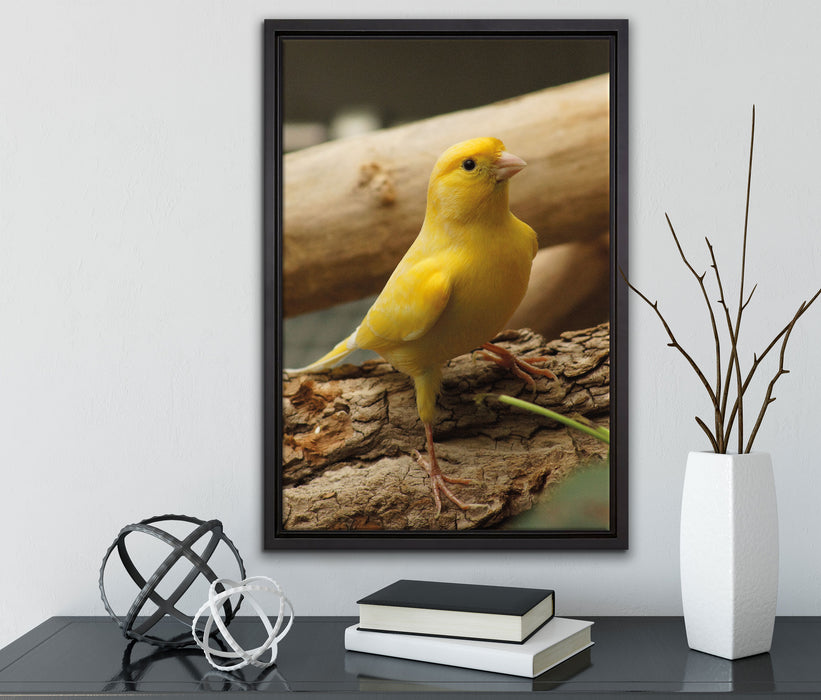 kleiner wachsamer Kanarienvogel auf Leinwandbild gerahmt mit Kirschblüten