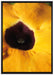 schöne Thunbergie Blüte auf Leinwandbild gerahmt Größe 100x70