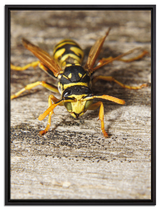 Wespe auf Holz auf Leinwandbild gerahmt Größe 80x60