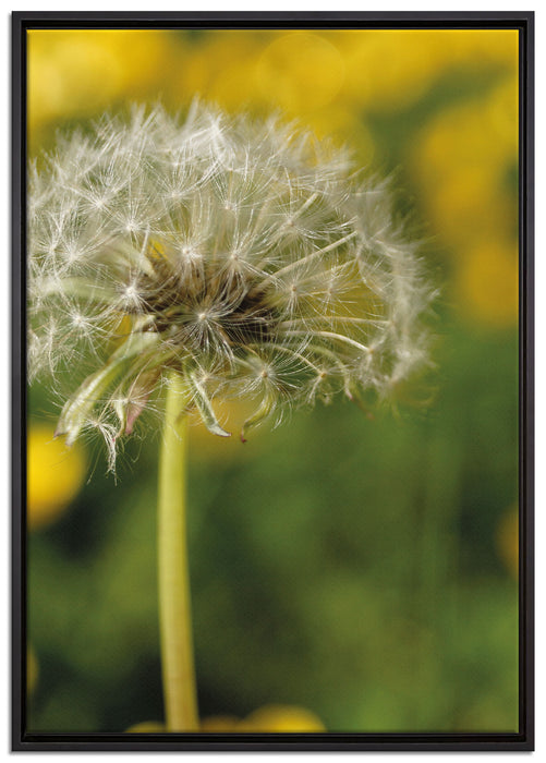 Pusteblume auf Wiese auf Leinwandbild gerahmt Größe 100x70