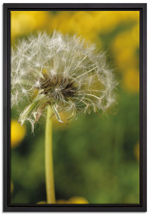 Pusteblume auf Wiese auf Leinwandbild gerahmt Größe 60x40
