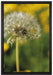Pusteblume auf Wiese auf Leinwandbild gerahmt Größe 60x40