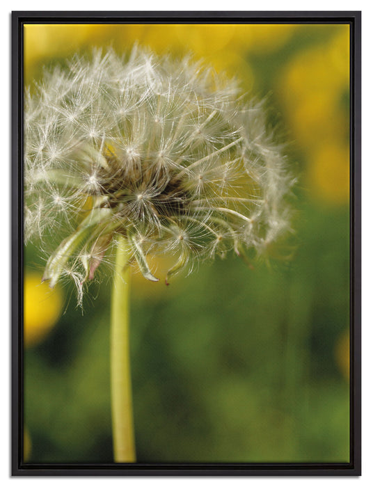 Pusteblume auf Wiese auf Leinwandbild gerahmt Größe 80x60