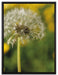 Pusteblume auf Wiese auf Leinwandbild gerahmt Größe 80x60