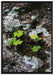 zarte Kleeblätter Stein auf Leinwandbild gerahmt Größe 100x70