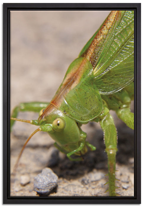 schöne Heuschrecke auf Leinwandbild gerahmt Größe 60x40