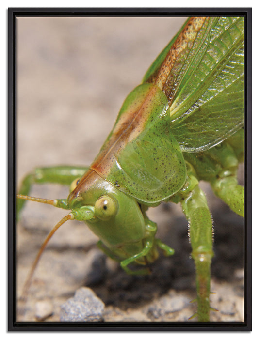 schöne Heuschrecke auf Leinwandbild gerahmt Größe 80x60