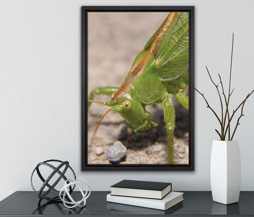 schöne Heuschrecke auf Leinwandbild gerahmt mit Kirschblüten