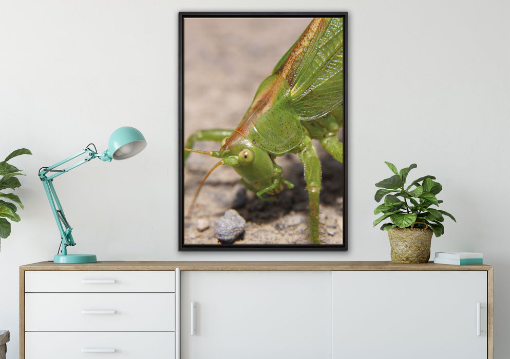 schöne Heuschrecke auf Leinwandbild gerahmt verschiedene Größen im Wohnzimmer