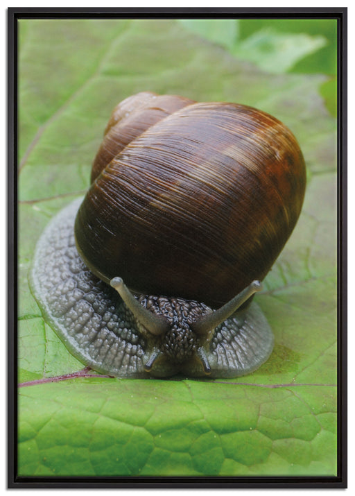Weinbergschnecke auf Blatt auf Leinwandbild gerahmt Größe 100x70