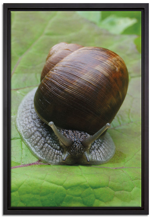 Weinbergschnecke auf Blatt auf Leinwandbild gerahmt Größe 60x40