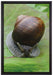 Weinbergschnecke auf Blatt auf Leinwandbild gerahmt Größe 60x40