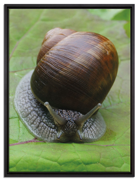 Weinbergschnecke auf Blatt auf Leinwandbild gerahmt Größe 80x60