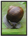 Weinbergschnecke auf Blatt auf Leinwandbild gerahmt Größe 80x60