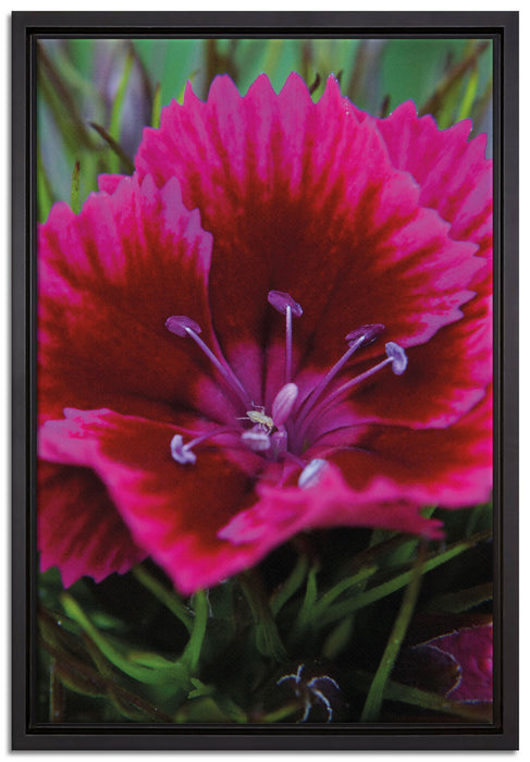 schöne pinkfarbene Blüte auf Leinwandbild gerahmt Größe 60x40