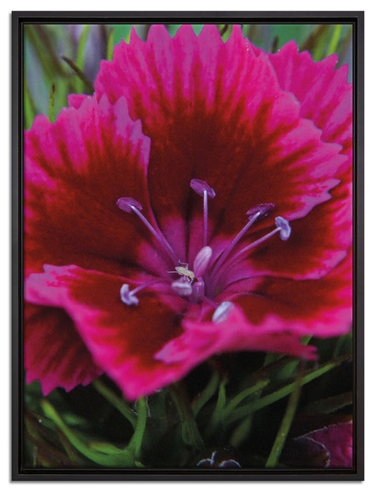 schöne pinkfarbene Blüte auf Leinwandbild gerahmt Größe 80x60