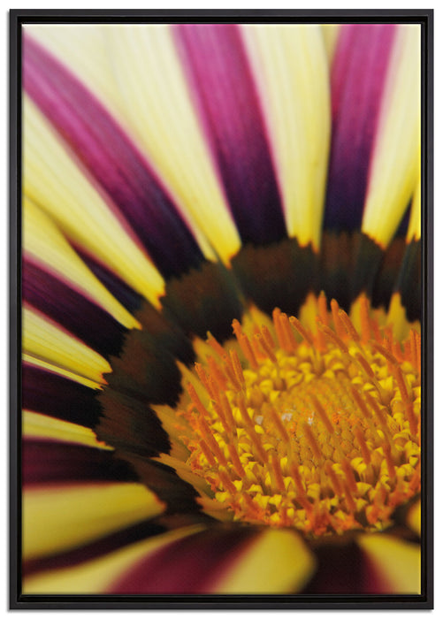 gelb lila gestreifte Blüte auf Leinwandbild gerahmt Größe 100x70
