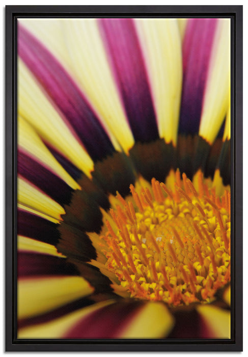 gelb lila gestreifte Blüte auf Leinwandbild gerahmt Größe 60x40