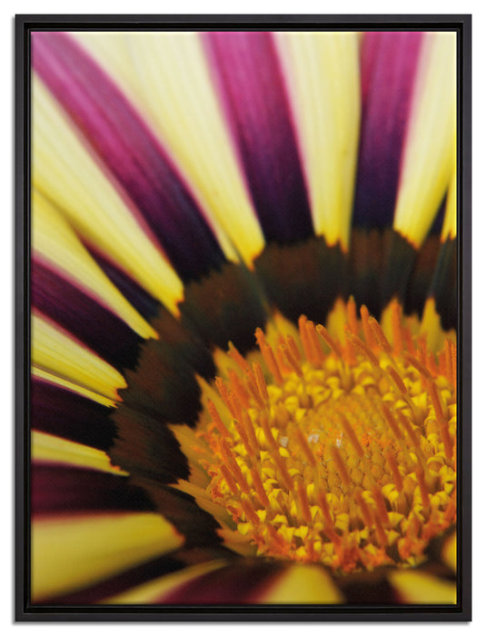 gelb lila gestreifte Blüte auf Leinwandbild gerahmt Größe 80x60