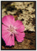 rosafarbene Blüte auf Leinwandbild gerahmt Größe 100x70