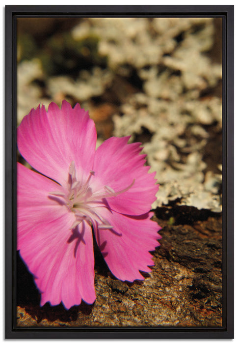 rosafarbene Blüte auf Leinwandbild gerahmt Größe 60x40