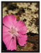 rosafarbene Blüte auf Leinwandbild gerahmt Größe 80x60