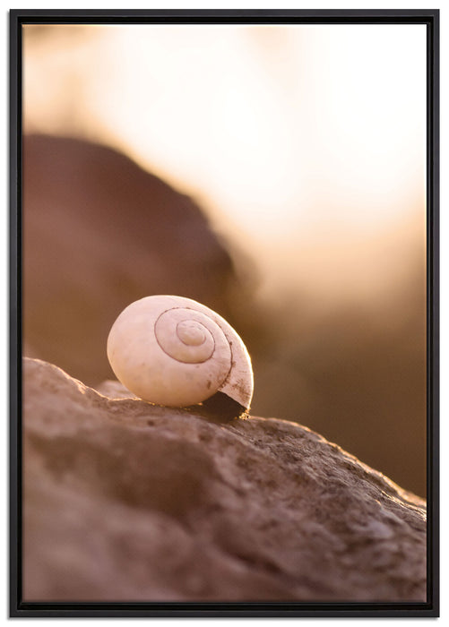 kleine Schnecke auf Stein auf Leinwandbild gerahmt Größe 100x70
