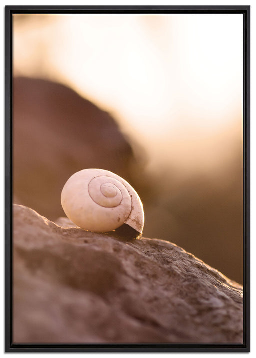 kleine Schnecke auf Stein auf Leinwandbild gerahmt Größe 100x70